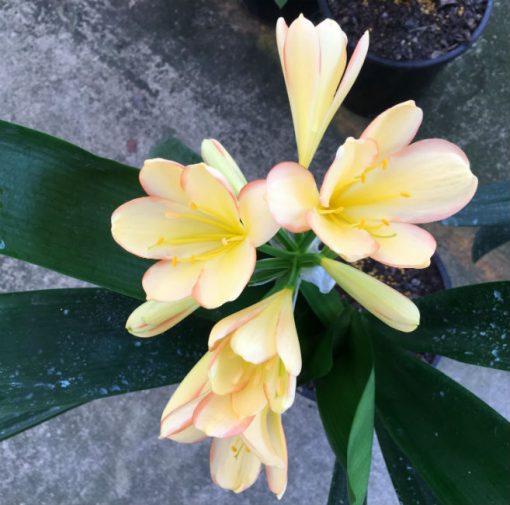 SH120 Very Light Peach/Yellow Clivia miniata with Pink diffusion to the sepal edges - Image 2