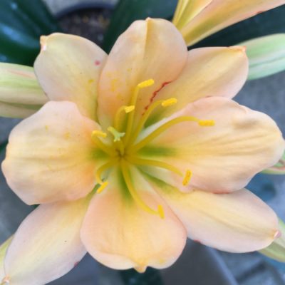 SH121 Light Peach Clivia miniata with green throat and some Multi Petals