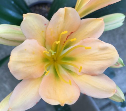 SH121 Light Peach Clivia miniata with green throat and some Multi Petals