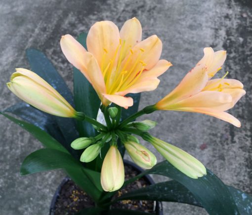 SH121 Light Peach Clivia miniata with green throat and some Multi Petals - Image 2