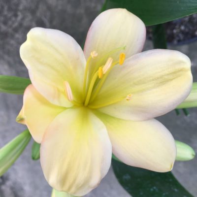SH122 Light Yellow/Peach with Pink petal edges and lime green throat