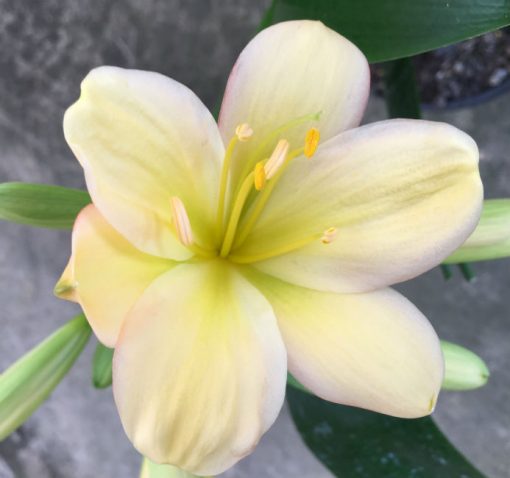 SH122 Light Yellow/Peach with Pink petal edges and lime green throat
