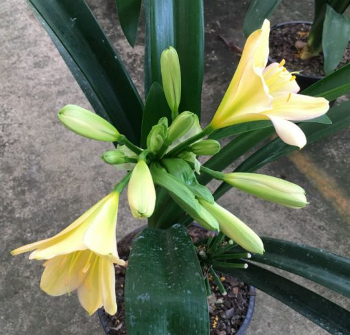 SH122 Light Yellow/Peach with Pink petal edges and lime green throat - Image 2