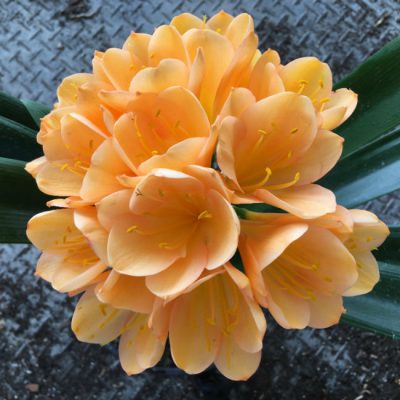 SH123 Dark Peach Clivia miniata with superb flower shape