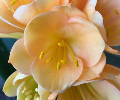 SH123 Dark Peach Clivia miniata with superb flower shape - Image 2