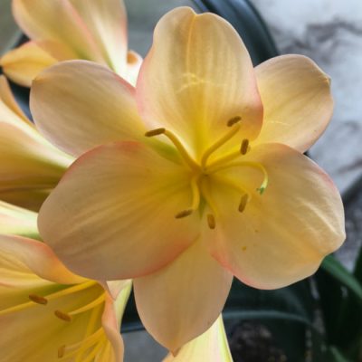 SH124 Light Peach Clivia miniata with light Pink edge hue