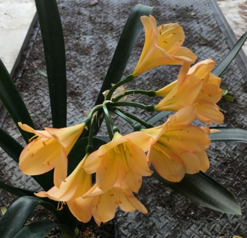 SH124 Light Peach Clivia miniata with light Pink edge hue - Image 2