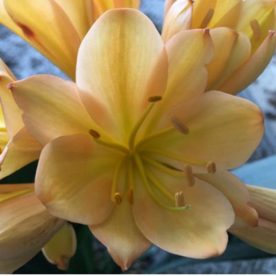 SH125 Cameron's Tipperary Mid toned Peach