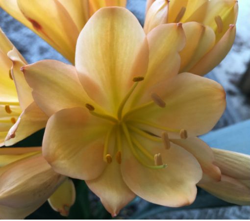 SH125 Cameron's Tipperary Mid toned Peach