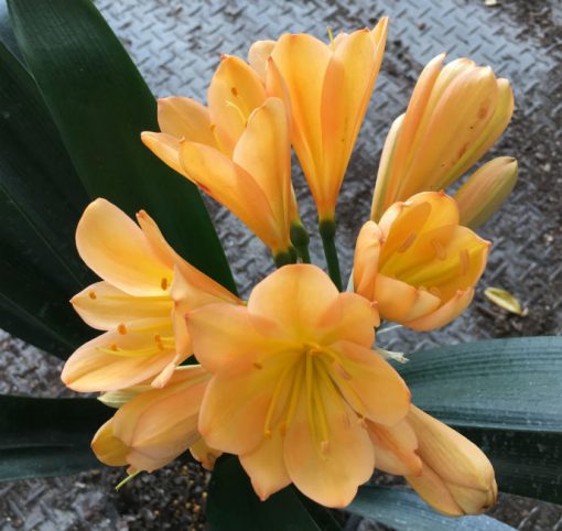 SH125 Cameron's Tipperary Mid toned Peach - Image 2