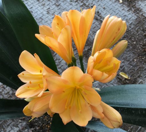 SH126 Cameron's Tipperary Dark Peach with Pink Blush and some Multi Petals - Image 3