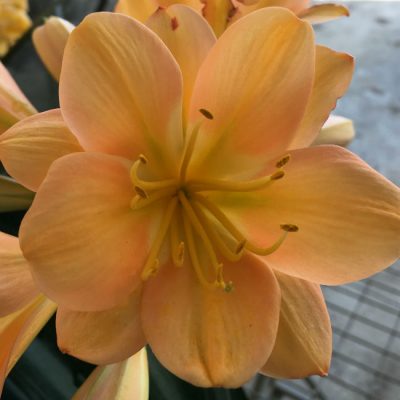 SH126 Cameron's Tipperary Dark Peach with Pink Blush and some Multi Petals