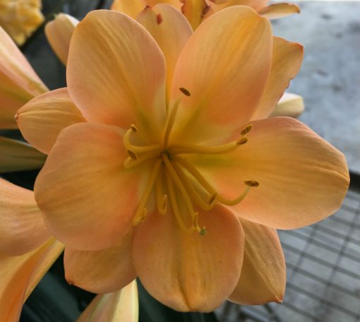 SH126 Cameron's Tipperary Dark Peach with Pink Blush and some Multi Petals