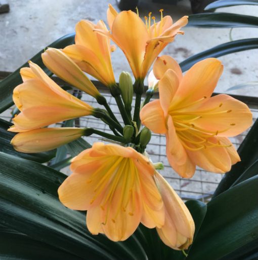SH126 Cameron's Tipperary Dark Peach with Pink Blush and some Multi Petals - Image 2