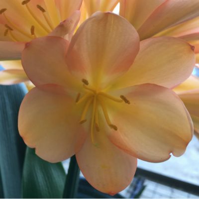 SH127 Mid to Dark Peach Clivia miniata with Pink Blush