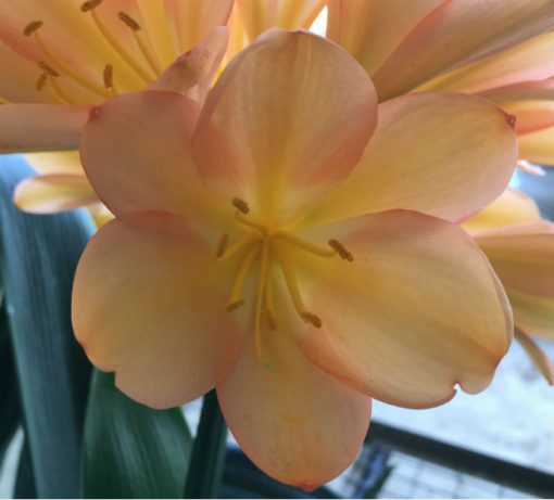 SH127 Mid to Dark Peach Clivia miniata with Pink Blush