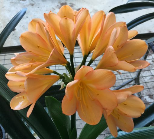 SH127 Mid to Dark Peach Clivia miniata with Pink Blush - Image 2