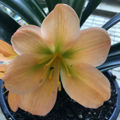 SH128 Light to Medium Pastel Peach Clivia miniata with green throat