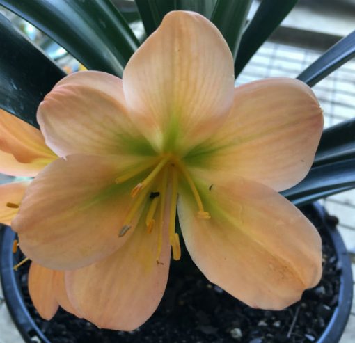 SH128 Light to Medium Pastel Peach Clivia miniata with green throat