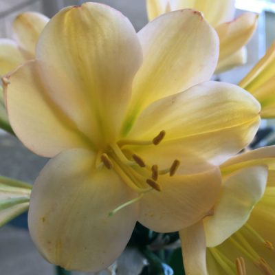 SH129 Light Yellow/Peach with light green throat