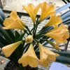 SH129 Light Yellow/Peach with light green throat - Image 2