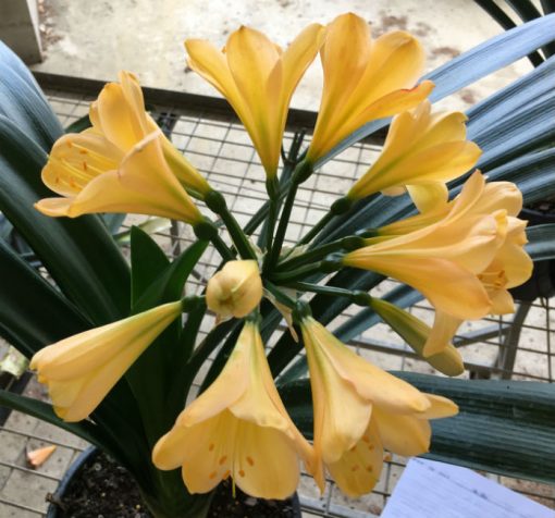 SH129 Light Yellow/Peach with light green throat - Image 2