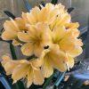 SH130 Light Yellow/Peach with pink tinge and light green throat