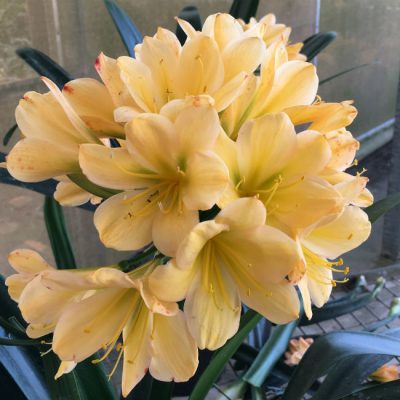 SH130 Light Yellow/Peach with pink tinge and light green throat