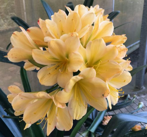 SH130 Light Yellow/Peach with pink tinge and light green throat