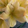 SH130 Light Yellow/Peach with pink tinge and light green throat - Image 2