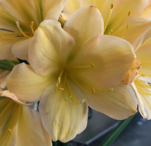SH130 Light Yellow/Peach with pink tinge and light green throat - Image 2
