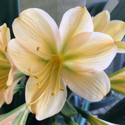 SH131 Light Peach Clivia miniata with light green throat