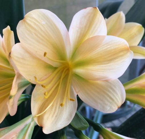 SH131 Light Peach Clivia miniata with light green throat