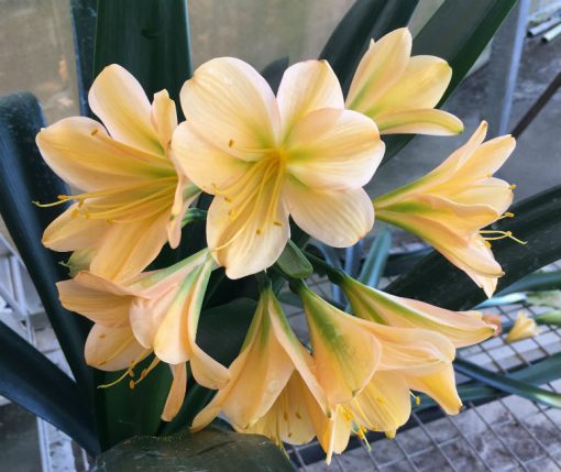 SH131 Light Peach Clivia miniata with light green throat - Image 2