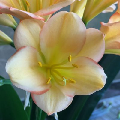 SH132 Light to Medium Peach Clivia miniata with pink edge diffusion
