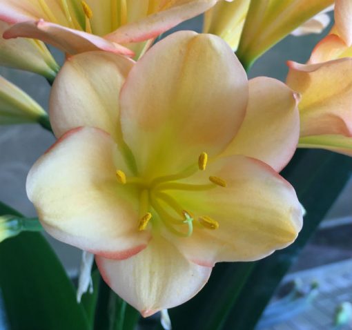 SH132 Light to Medium Peach Clivia miniata with pink edge diffusion