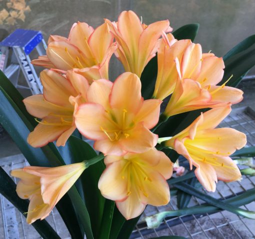 SH132 Light to Medium Peach Clivia miniata with pink edge diffusion - Image 2