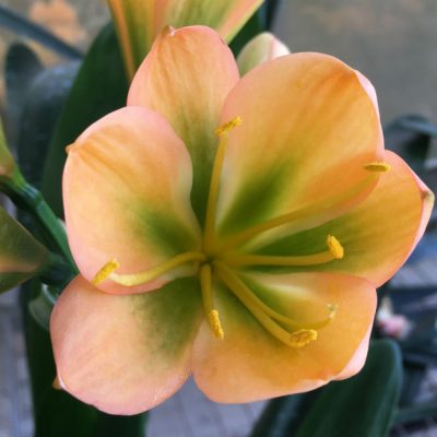 SH133 Medium to dark Cameron's Tipperary Peach Clivia miniata with dark green throat