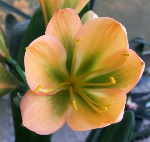 SH133 Medium to dark Cameron's Tipperary Peach Clivia miniata with dark green throat