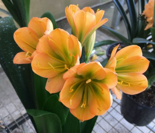 SH133 Medium to dark Cameron's Tipperary Peach Clivia miniata with dark green throat - Image 2