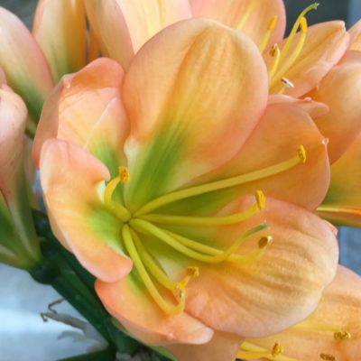 SH134 Medium Peach Clivia miniata with pink blush