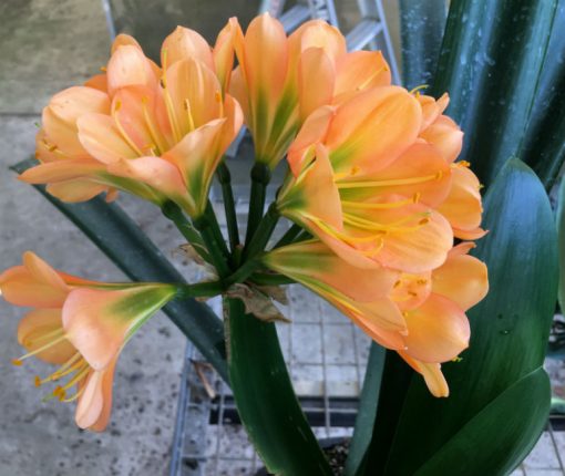 SH134 Medium Peach Clivia miniata with pink blush - Image 2