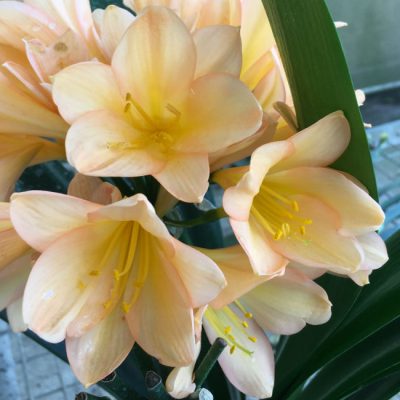 SH135 Medium toned Peach Clivia miniata