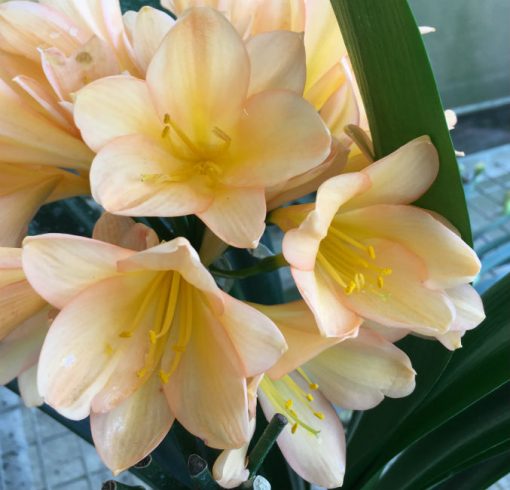 SH135 Medium toned Peach Clivia miniata