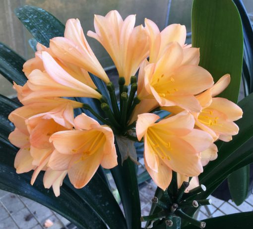 SH135 Medium toned Peach Clivia miniata - Image 2