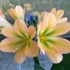 SH137 Peach Clivia miniata with green center and pink edges