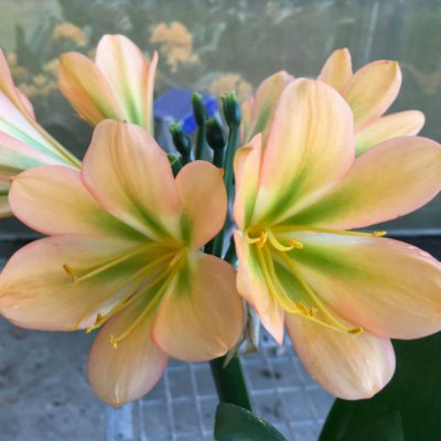 SH137 Peach Clivia miniata with green center and pink edges