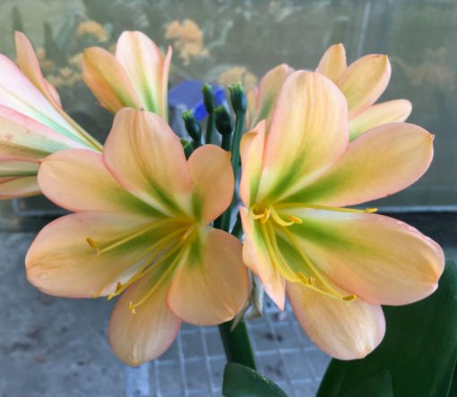 SH137 Peach Clivia miniata with green center and pink edges