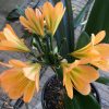 SH137 Peach Clivia miniata with green center and pink edges - Image 2