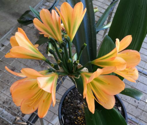 SH137 Peach Clivia miniata with green center and pink edges - Image 2